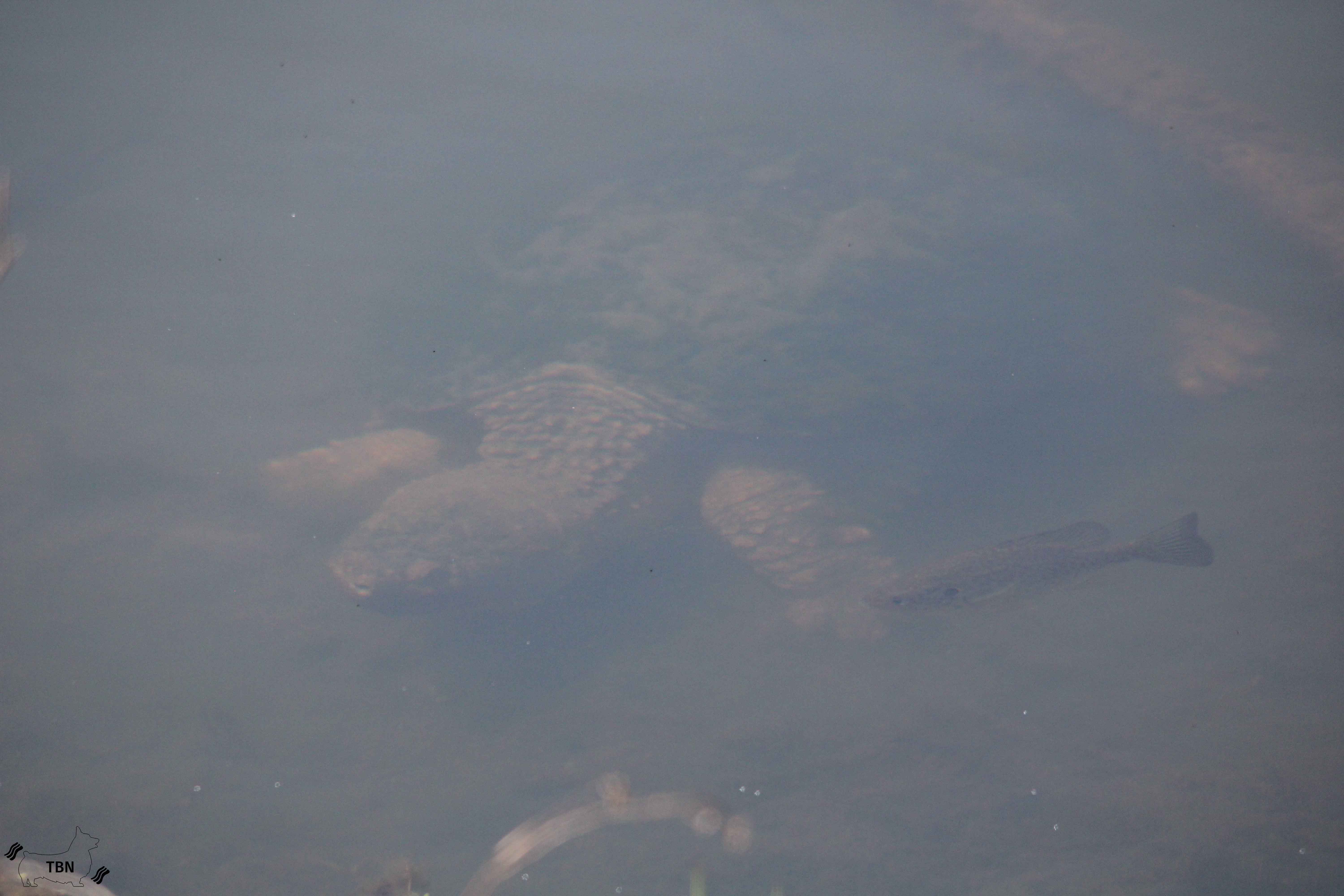 Alligator Snapping Turtle